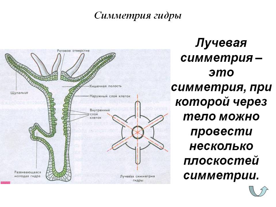 Ссылка на kraken официальный сайт через тор