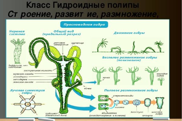 Ссылка крамп kraken4webes